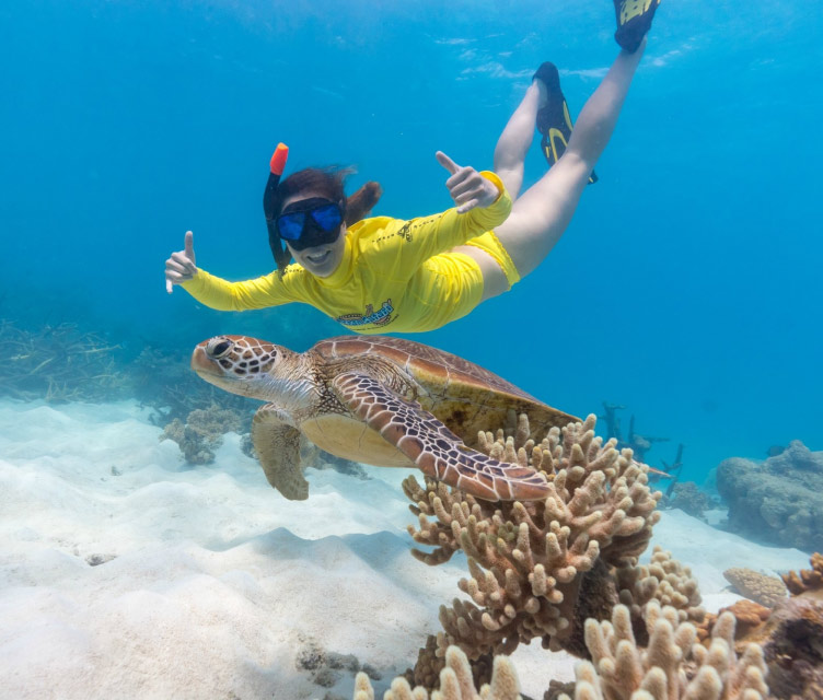 Cape Tribulation Snorkelling Tour