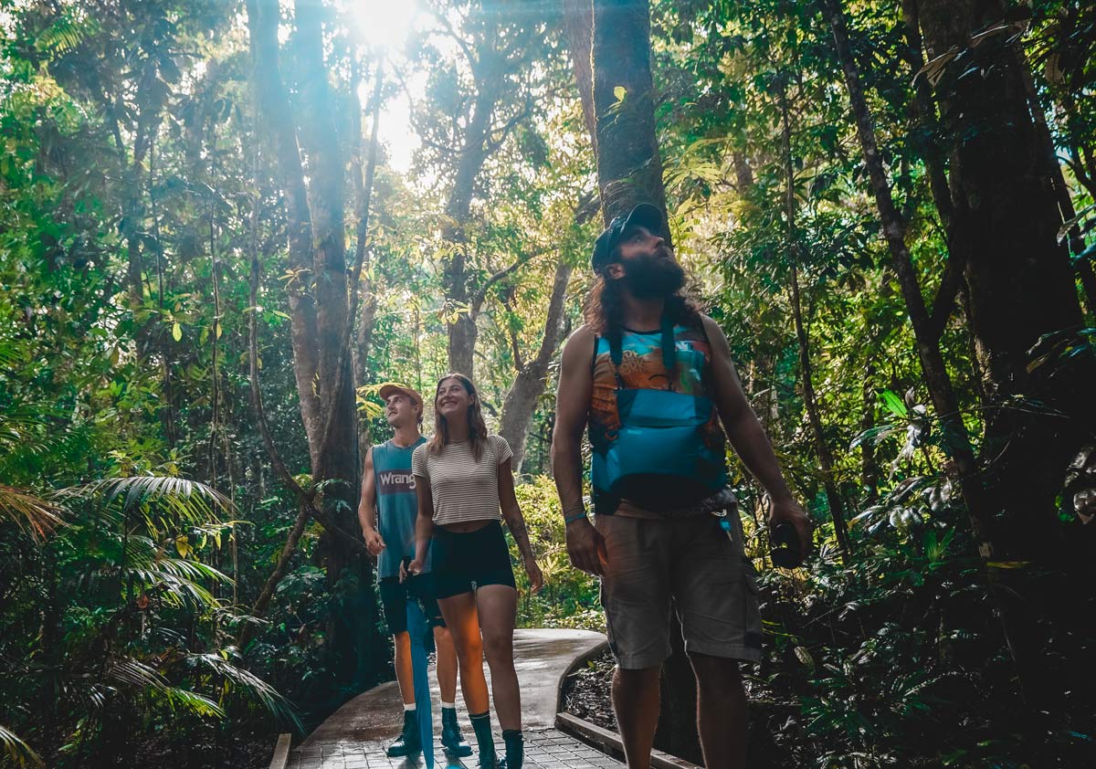 Daintree Rainforest NightWalk Tour
