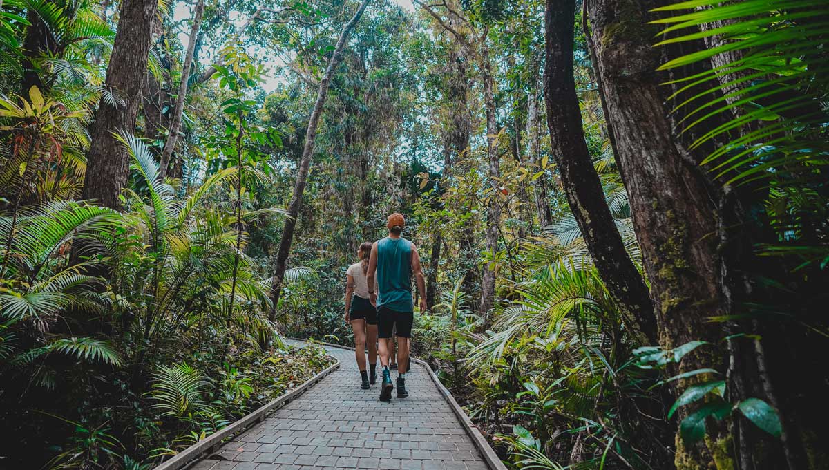 Daintree Rainforest Tour