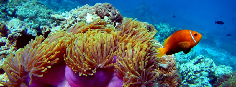 Great Barrier Reef About