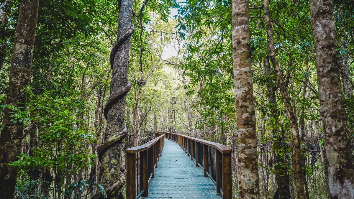 Daintree Tours Ferntree Rainforest Lodge