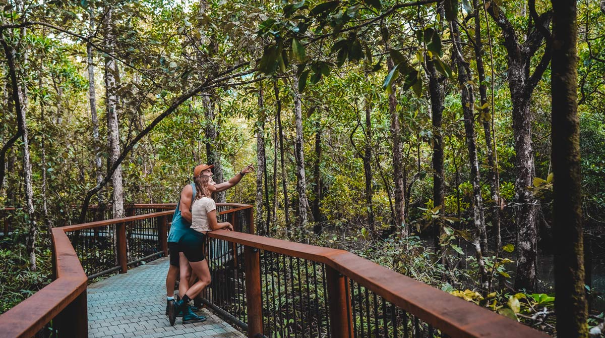 Daintree afternoon tour