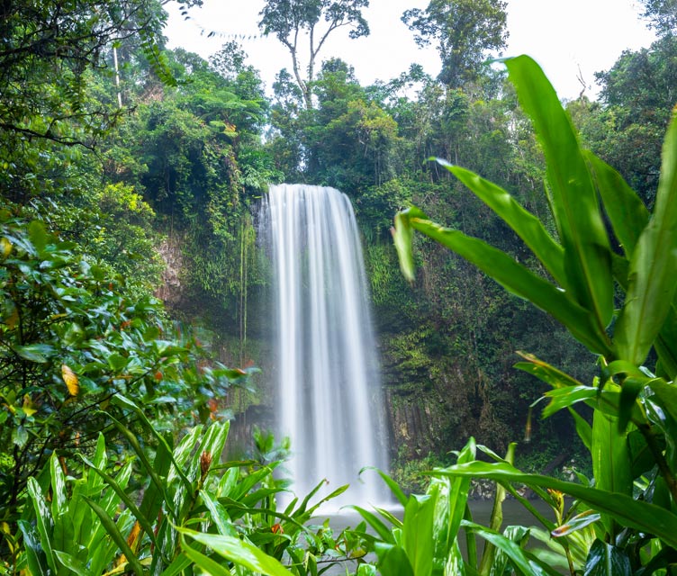 Tablelands Tour