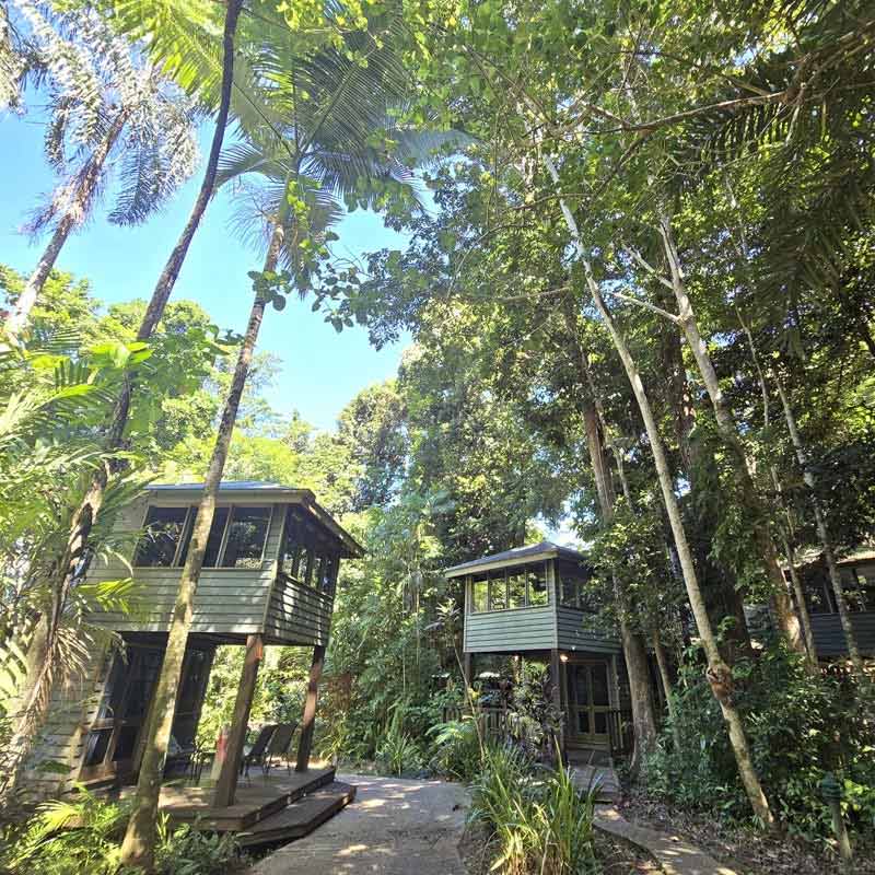 Daintree Rainforest Tree houses Accommodation
